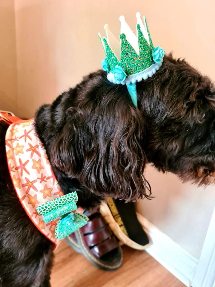 Dog/Cat bow on elastic ( for collar)